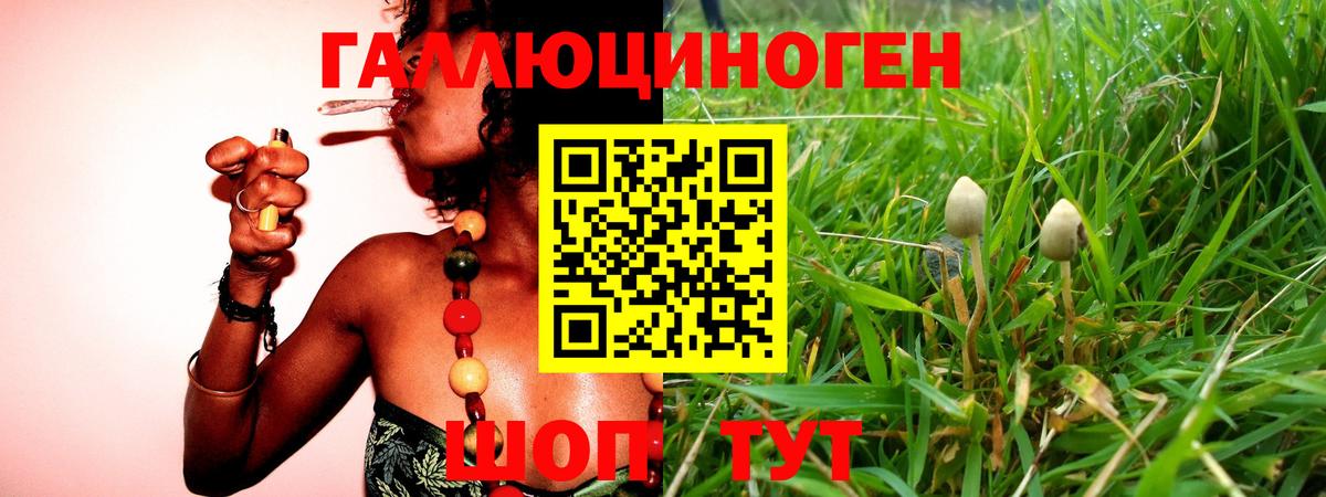 Галлюциногенные грибы Psilocybine cubensis Североморск